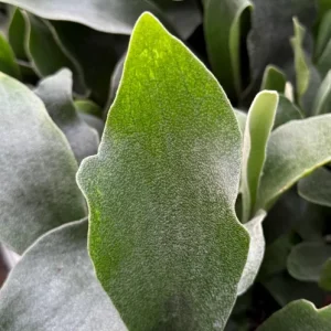 Staghorn Fern Live Plant - Platycerium Bifurcatum - Unique Hanging Houseplant - Image 4