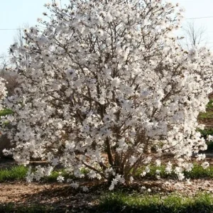 Star Magnolia Live Plant - White Fragrant Flowers, 4 inch Pot, 6-12 inch Tall Shrub - Image 2