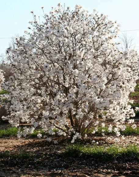 Star Magnolia Live Plant - White Fragrant Flowers, 4 inch Pot, 6-12 inch Tall Shrub - Image 2