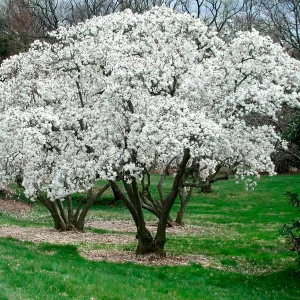 Star Magnolia Live Plant - White Fragrant Flowers, 4 inch Pot, 6-12 inch Tall Shrub - Image 3