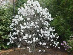 Star Magnolia Live Plant - White Fragrant Flowers, 4 inch Pot, 6-12 inch Tall Shrub - Image 4