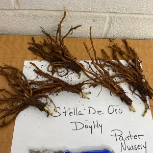 Stella de Oro Daylily - 10 Bare Root Plants - Reblooming Yellow Flowers - Image 2