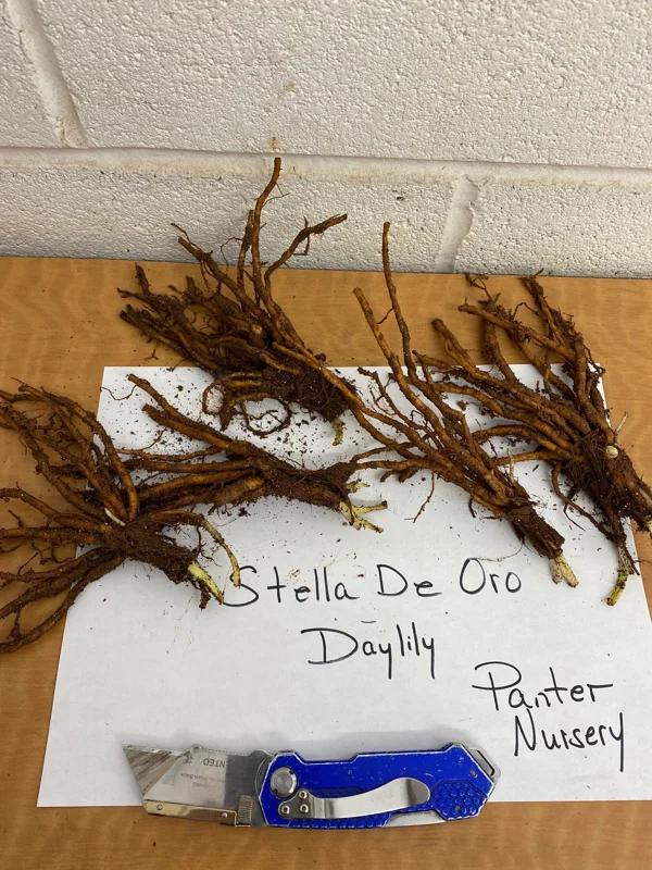 Stella de Oro Daylily - 10 Bare Root Plants - Reblooming Yellow Flowers - Image 2