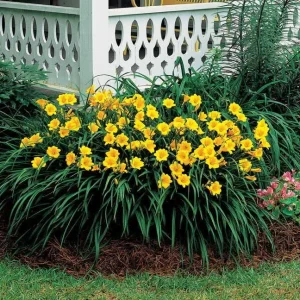Stella de Oro Daylily - 10 Bare Root Plants - Reblooming Yellow Flowers - Image 3