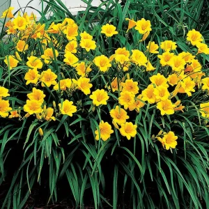 Stella de Oro Daylily - 10 Bare Root Plants - Reblooming Yellow Flowers - Image 4