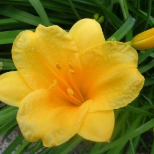 Stella de Oro Daylily - 10 Bare Root Plants - Reblooming Yellow Flowers - Image 1