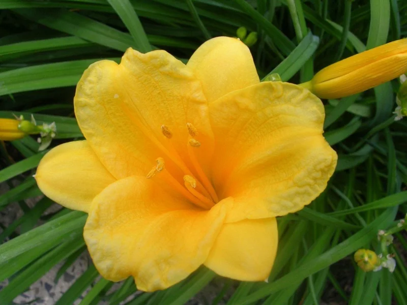 Stella de Oro Daylily - 10 Bare Root Plants - Reblooming Yellow Flowers - Image 1