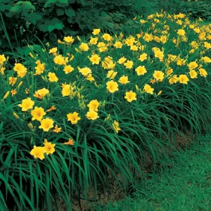 Stella de Oro Daylily - 10 Bare Root Plants - Reblooming Yellow Flowers - Image 5