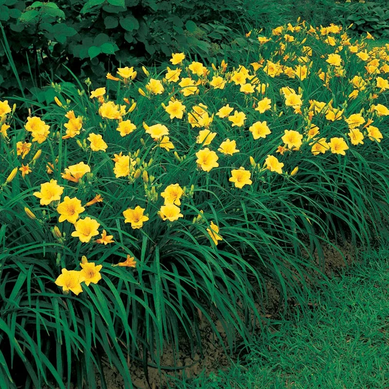 Stella de Oro Daylily - 10 Bare Root Plants - Reblooming Yellow Flowers - Image 5