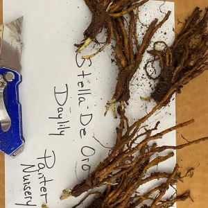 Stella de Oro Daylily - 10 Bare Root Plants - Reblooming Yellow Flowers - Image 6