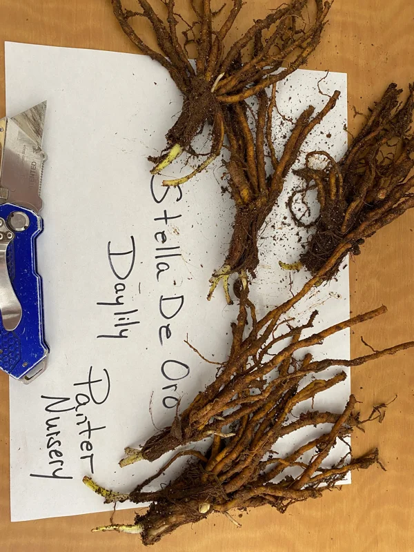 Stella de Oro Daylily - 10 Bare Root Plants - Reblooming Yellow Flowers - Image 6