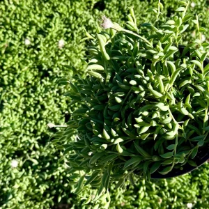 String of Bananas Live Plant – Trailing Succulent – 4