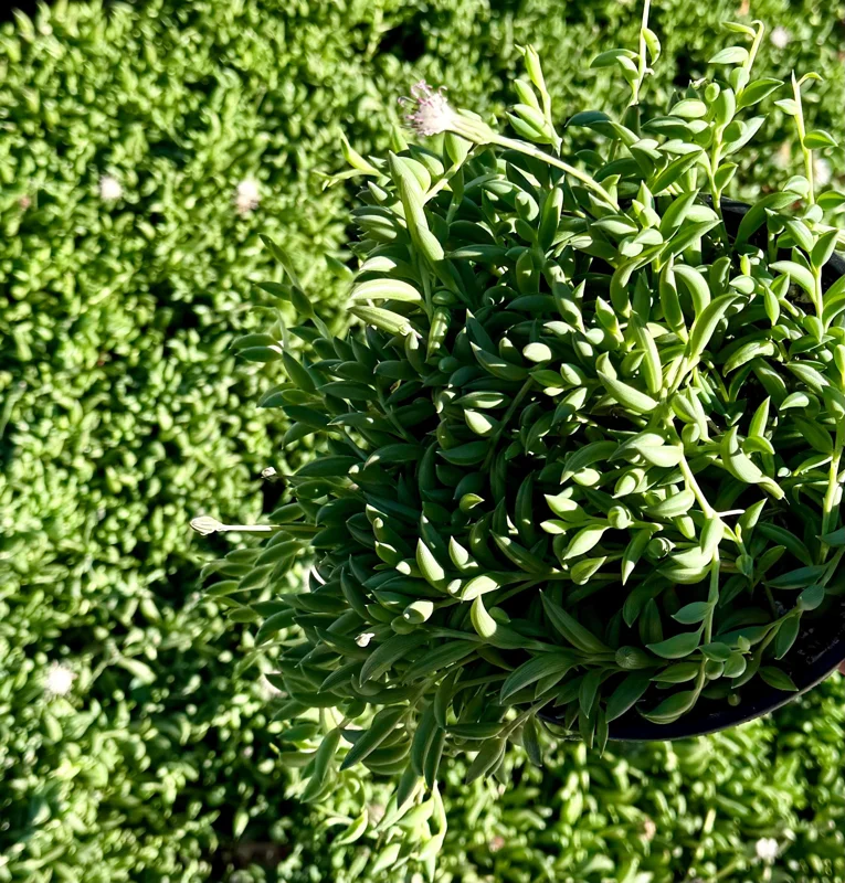 String of Bananas Live Plant – Trailing Succulent – 4" or 6" Pot – Indoor - Image 2