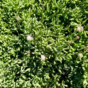 String of Bananas Live Plant – Trailing Succulent – 4