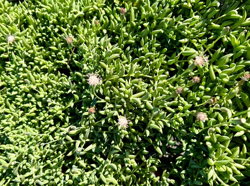 String of Bananas Live Plant – Trailing Succulent – 4" or 6" Pot – Indoor - Image 3