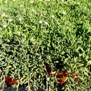 String of Bananas Live Plant – Trailing Succulent – 4