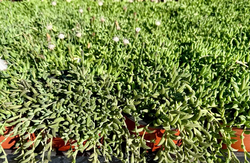 String of Bananas Live Plant – Trailing Succulent – 4" or 6" Pot – Indoor - Image 4