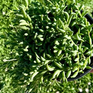 String of Bananas Live Plant – Trailing Succulent – 4