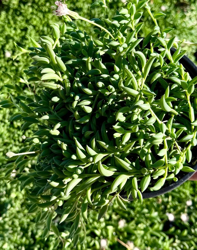 String of Bananas Live Plant – Trailing Succulent – 4" or 6" Pot – Indoor - Image 1