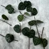 String of Hearts Cuttings - Ceropegia Woodii Live Plant - 10 Nodes - Image 1