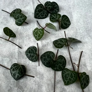 String of Hearts Cuttings - Ceropegia Woodii Live Plant - 10 Nodes - Image 1