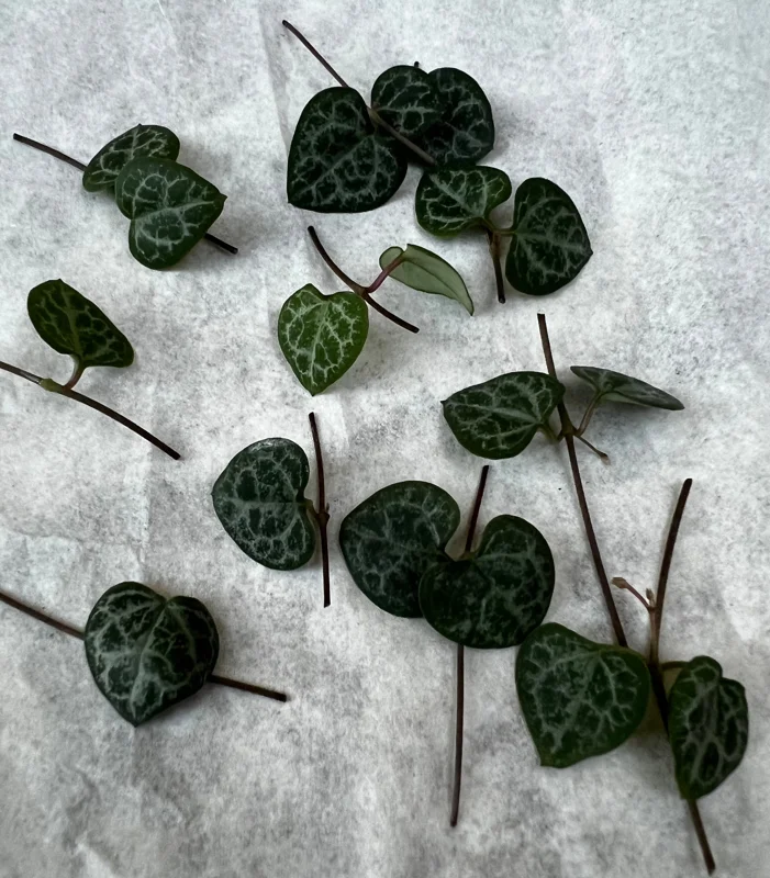 String of Hearts Cuttings - Ceropegia Woodii Live Plant - 10 Nodes - Image 1