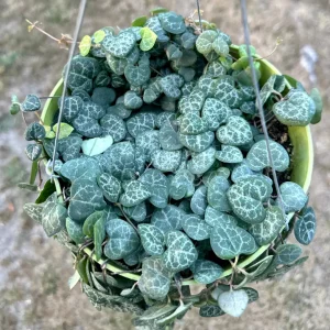 String of Hearts Live Plant 4