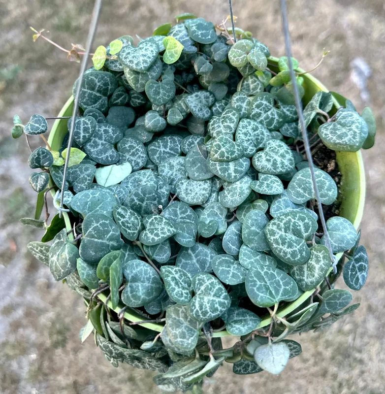 String of Hearts Live Plant 4" 6" Pot | Ceropegia Woodii Trailing Succulent Indoor - Image 2