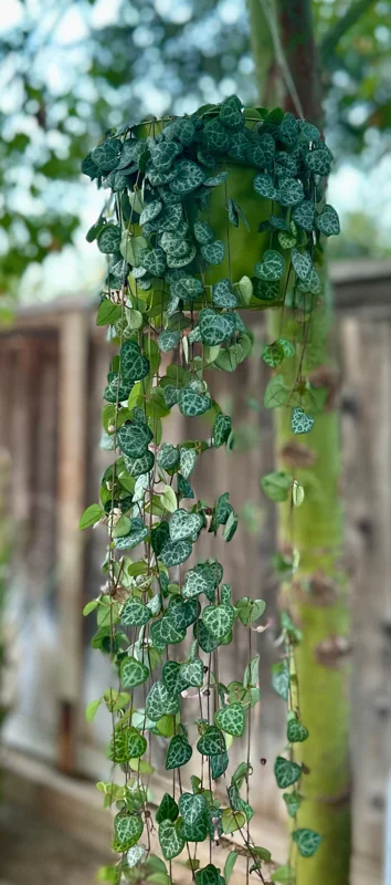 String of Hearts Live Plant 4" 6" Pot | Ceropegia Woodii Trailing Succulent Indoor - Image 1