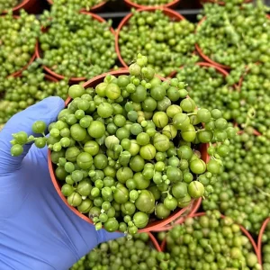 String of Pearls Live Plant 4 inch Pot - Trailing Succulent for Indoor Decor - Image 1