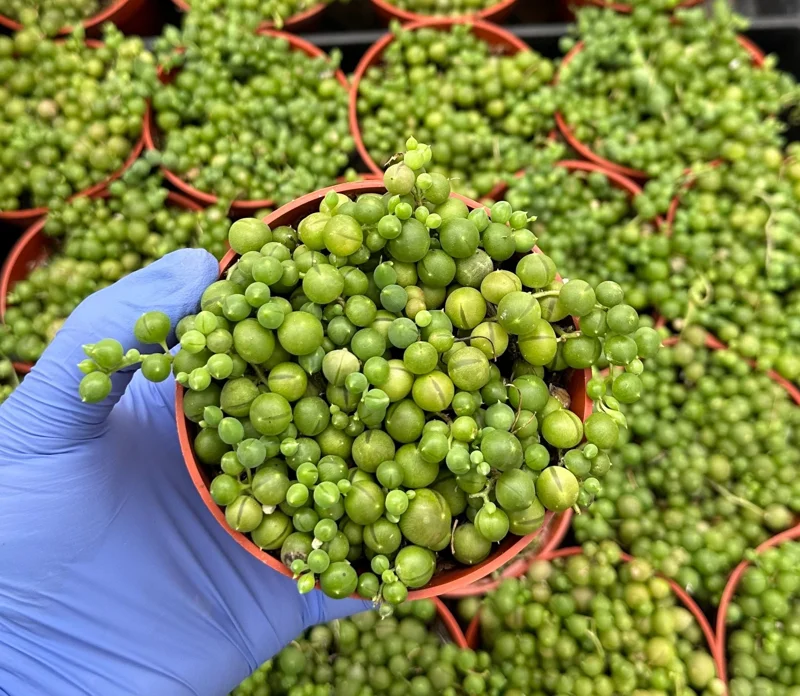 String of Pearls Live Plant 4 inch Pot - Trailing Succulent for Indoor Decor - Image 1