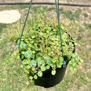 String of Turtles Live Plant – Peperomia Prostrata – 6 inch Pot – Indoor Trailing Succulent - Image 2