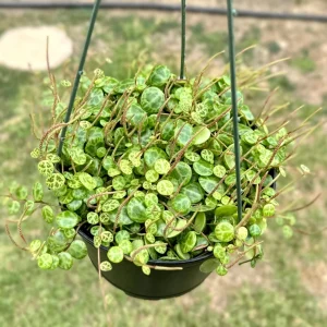 String of Turtles Live Plant – Peperomia Prostrata – 6 inch Pot – Indoor Trailing Succulent - Image 3