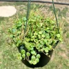 String of Turtles Live Plant – Peperomia Prostrata – 6 inch Pot – Indoor Trailing Succulent - Image 1