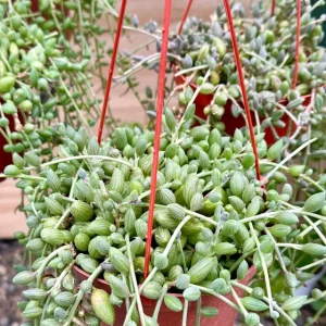 String of Watermelon Live Plant 6 inch Pot - Peperomia Prostrata Trailing Succulent - Image 2