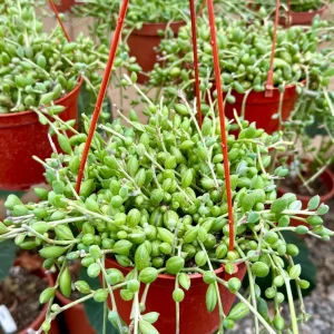 String of Watermelon Live Plant 6 inch Pot - Peperomia Prostrata Trailing Succulent - Image 1
