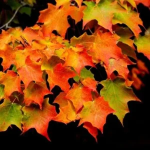 Sugar Maple Live Plant - Quart Pot 10-18