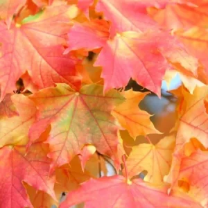 Sugar Maple Live Plant - Quart Pot 10-18