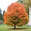 Sugar Maple Live Plant - Quart Pot 10-18" Tall - Outdoor Tree for Fall Color - Image 1