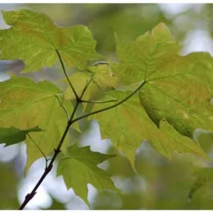 Sugar Maple Tree Live Plant – 1 Gallon Pot – 18-28