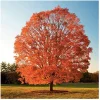 Sugar Maple Tree Live Plant – 1 Gallon Pot – 18-28" Tall – Vibrant Fall Color – Outdoor - Image 1