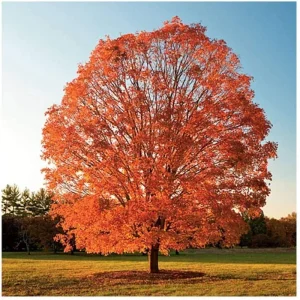 Sugar Maple Tree Live Plant – 1 Gallon Pot – 18-28" Tall – Vibrant Fall Color – Outdoor - Image 1