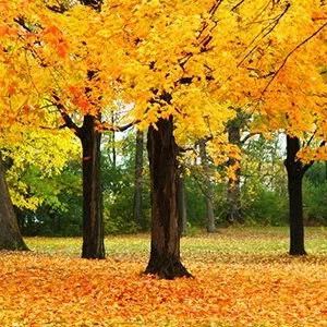 Sugar Maple Tree – Live Plant – 1 Quart Pot – 10-18 inches Tall – Outdoor - Image 2