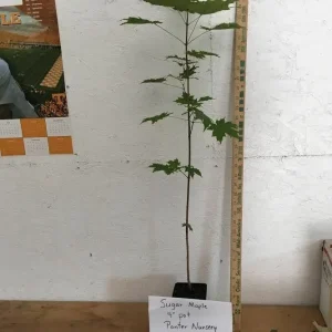 Sugar Maple Tree – Live Plant – 1 Quart Pot – 10-18 inches Tall – Outdoor - Image 3