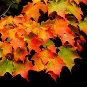 Sugar Maple Tree – Live Plant – 1 Quart Pot – 10-18 inches Tall – Outdoor - Image 5