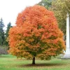 Sugar Maple Tree – Live Plant – 1 Quart Pot – 10-18 inches Tall – Outdoor - Image 1