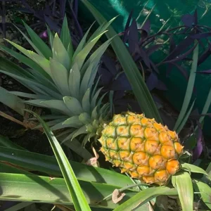 Sugarloaf Pineapple Live Plant Set - Ananas comosus - 4-6 Inch Tall Starter Plants - Image 2