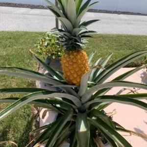 Sugarloaf Pineapple Live Plant Set - Ananas comosus - 4-6 Inch Tall Starter Plants - Image 9