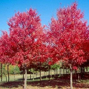 Sun Valley Red Maple Tree Live Plant – 1 Gallon Pot, 2-4 ft Tall – Outdoor - Image 1