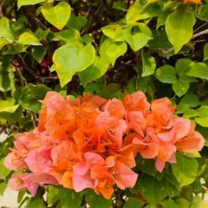 Sundown Orange Bougainvillea Live Plants – Set of 3, 4-6